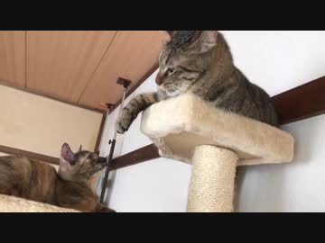 サビ子猫、猫なのに牛歩で成長を見せる