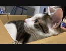 子猫たちがたわむれる動画をガン見する猫