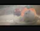 ハムスター飼いました。その80～ぷりんちゃんが起きてからごはんを食べるまでの観察～