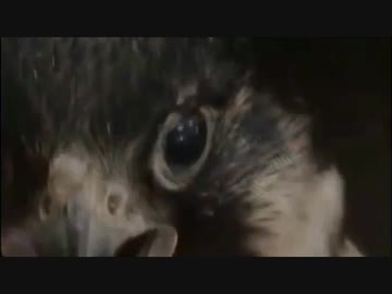 ねもうす鳥の日常