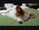 ワンコ（パピヨン）をだめにするクッション2