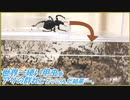 世界一硬い甲虫をアリの群れにぶっこんだ結果・・・。