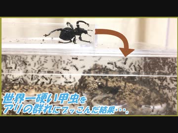 世界一硬い甲虫をアリの群れにぶっこんだ結果・・・。