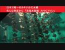 日本で唯一のカキいかだ水槽 　色んな角度から　「宮島水族館  みやじマリン」