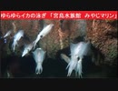 ゆらゆらイカの泳ぎ　「宮島水族館  みやじマリン」　アオリイカ？　リラックス映像