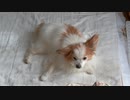 マットレスの上でまったりするワンコ（パピヨン）2