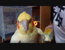 いいちこインコさんの朝・その1