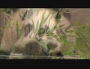 【ケーキあそび□✨】□桃浜のトレジャーBOXクイズ□✨【お姉さんパンダ】