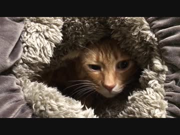 ベテラン子猫、秋冬仕様の第二形態に変態する