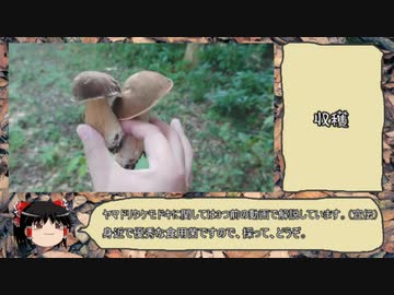 【ゆっくり実況】 きのこ狩り2019　ヤマドリタケモドキ編