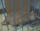 子猫拾いました。０８’