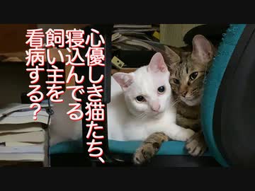 心優しき珍妙猫たち、飼い主の看病をする