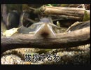 水辺のいきものの魅力を発信します！！