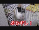 ぶちギレ！モルモット