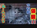 【シリーズ：猫を探していますの物語り】5.ついにミーちゃんを保護した
