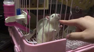 猛獣ネズミのケージに人差し指を突っ込んでみた