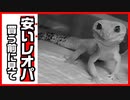 【安いレオパ大丈夫⁉】安いレオパを買う前の注意点！！【初心者必見】
