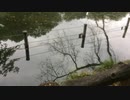 Bird : 鳥 : 2019/10/20-26 : 2019年10月20日(日)-26日(土)