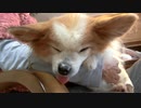 飼い主のひざの上で舌を出すワンコ（パピヨン）2
