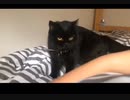 CCの誕生