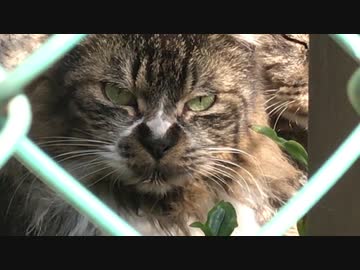 顔面力のあるカーチャン猫、目の前で天丼される