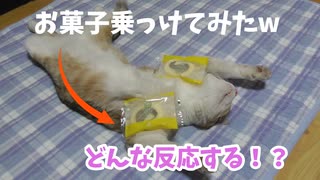 猫の脇にそっとお菓子をのせてみた結果・・・