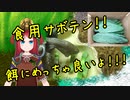 リクガメの餌に！春日井サボテン！！！