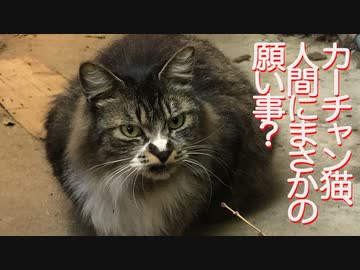 4年越しの因縁の母猫、人間にまさかの頼みごとをする