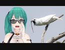 スズドリ(神楽すず)