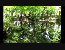 【音楽と動物】石神井公園に住まう生き物たち Vol.2