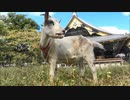 東本願寺のヤギさん