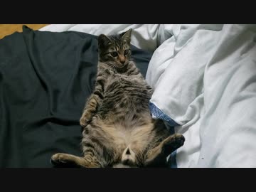 わがままボディをさらけ出すにゃんこ□