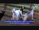 Goats Have Complex Social Lives, Study Finds
