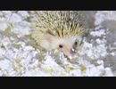 ハリ活.vol 41. ~こころ、もふもふ床材に癒される♪~