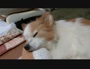 ペットベッドのふちをあご枕にするワンコ（パピヨン）3
