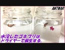 水没したゴキブリはドライヤーで温風をあてると息を吹き返す。
