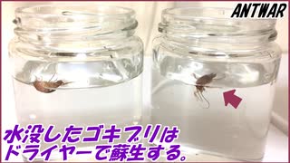 水没したゴキブリはドライヤーで温風をあてると息を吹き返す。