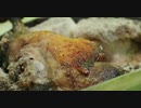 子羊の脚の塩焼き