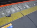 ハト（JR熊谷駅のホーム）