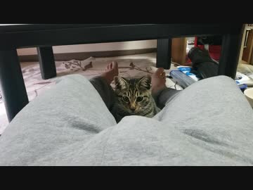 人のたまで遊ぶにゃんこ□