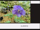 憎き害虫をコロコロするフラワーナイトガール 咲くやこの花館レポート14
