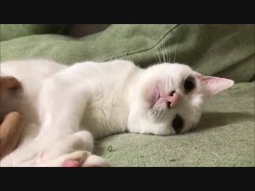 腎不全の宇宙猫 通院の後でホラー顔で甘える Nicozon