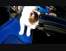 【ぬこ】ヴィヴィオ　ニャートップ