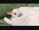 初期腎不全の宇宙猫、へたくそ猫レスリングをやりたがる