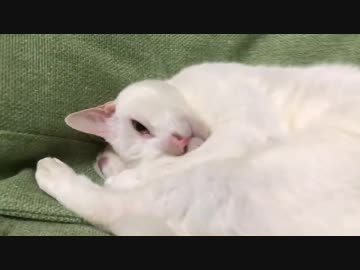 初期腎不全の宇宙猫、へたくそ猫レスリングをやりたがる