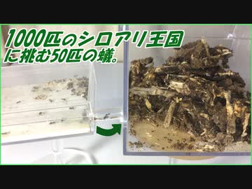 1000匹のシロアリ王国vs50匹の蟻～圧倒的劣勢に置かれた勇者蟻～