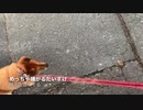 犬の散歩の途中でUターンしてみた
