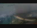 ベタ馴れ ウナギ ミミズを手から食べる A TAMED EEL - by richazun