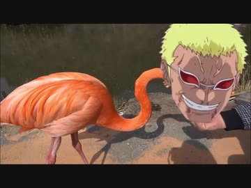 ベニイロドフラミンゴ