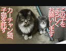 因縁の母猫、子猫を人間に託しに来る